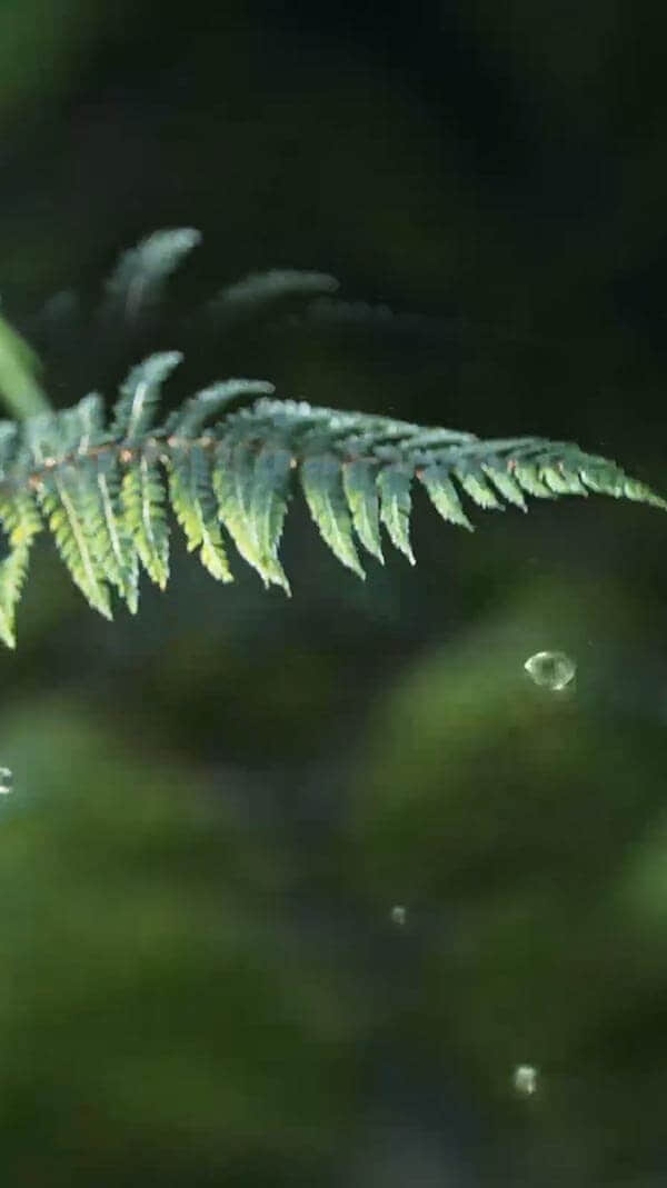 水源地