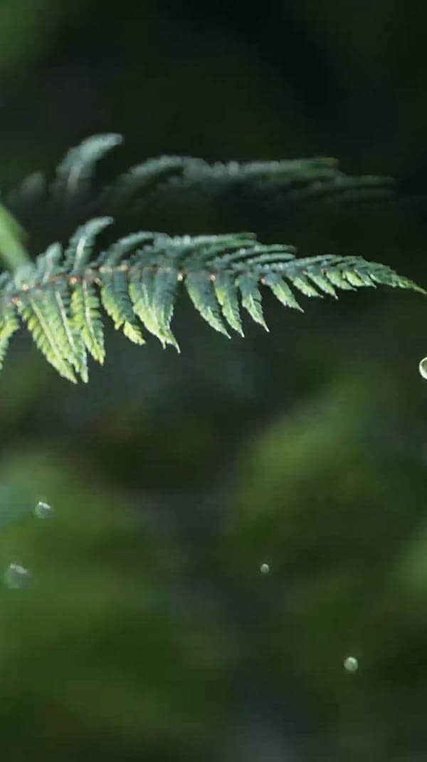 水源地