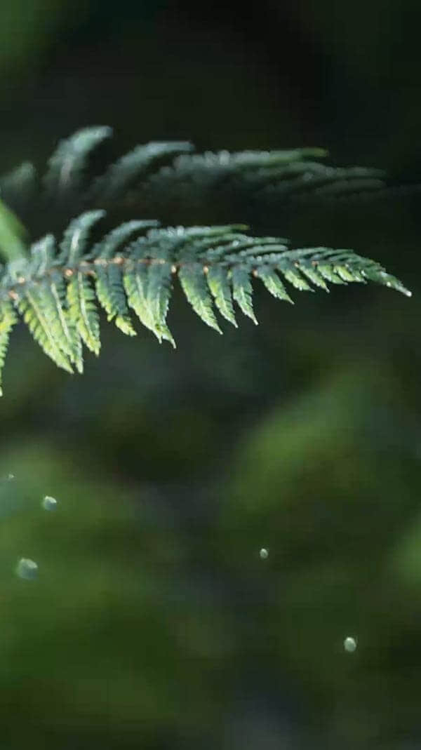 水源地